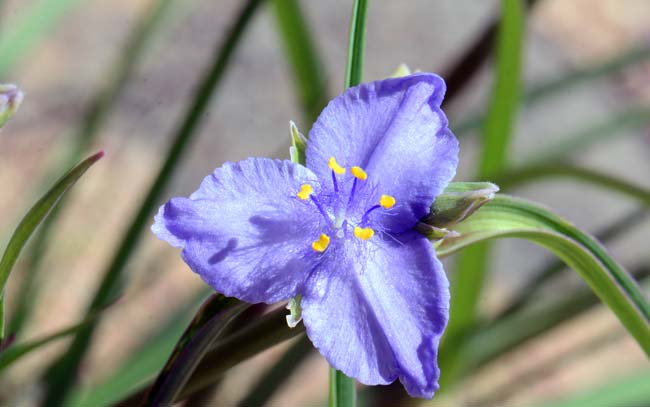 Tradescantia occidentalis, Prairie Spiderwort, Southwest Desert Flora